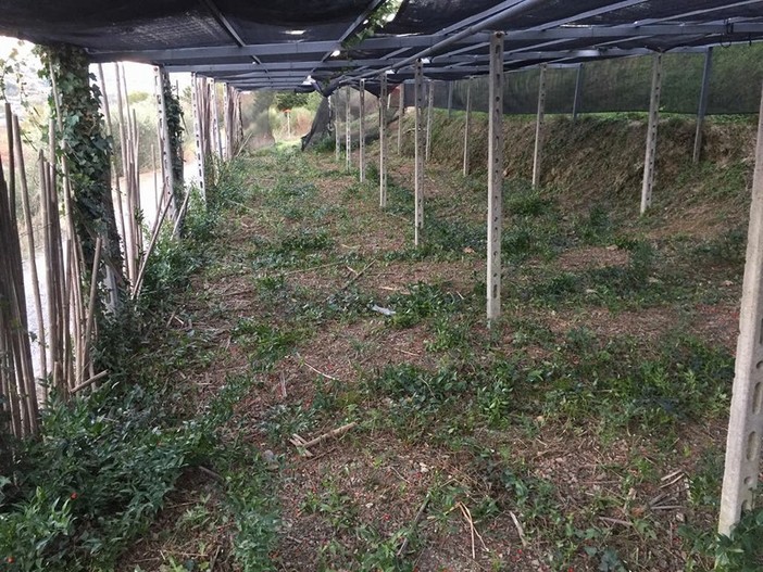 Le coltivazioni di verde ornamentale dopo il passaggio dei ladri