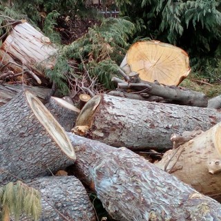 Borghetto, il gruppo "In Cammino" attacca: "Del tutto priva di logica la gestione del verde pubblico" (FOTO)