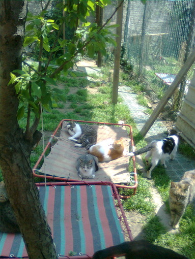 A Savona domenica i candidati sindaco in visita l'Oasi Felina A Savona domenica i candidati sindaco in visita l'Oasi Felina