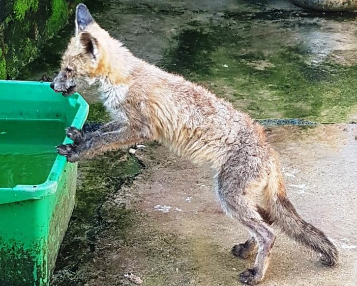 Stella, l'Enpa salva una volpe in difficoltà