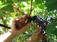Siccità: a rischio la vendemmia imminente. Non minori i danni all'olivicoltura.