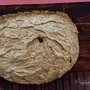 Un nido di vespa velutina (immagine di repertorio)