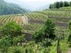 Vigneti, la Giunta regionale approva novantamila euro di aiuti per ristrutturazione e riconversione