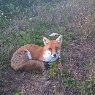 "Adottata" affettuosamente da una coppia del savonese: ecco la storia di Foxy, la volpe golosa di pane (VIDEO)
