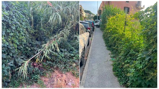 Savona, via Famagosta alta, scarsa manutenzione del verde che invade i marciapiedi