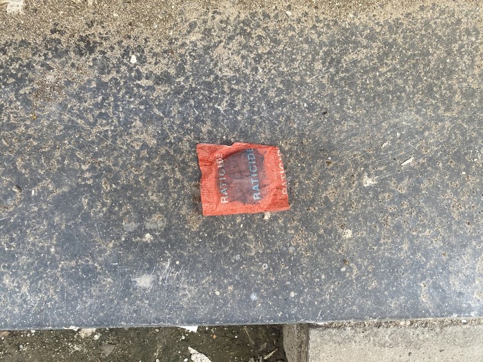 Albenga, veleno per topi lasciato in un vicolo del centro storico: "Un pericolo per cani, gatti e persone"