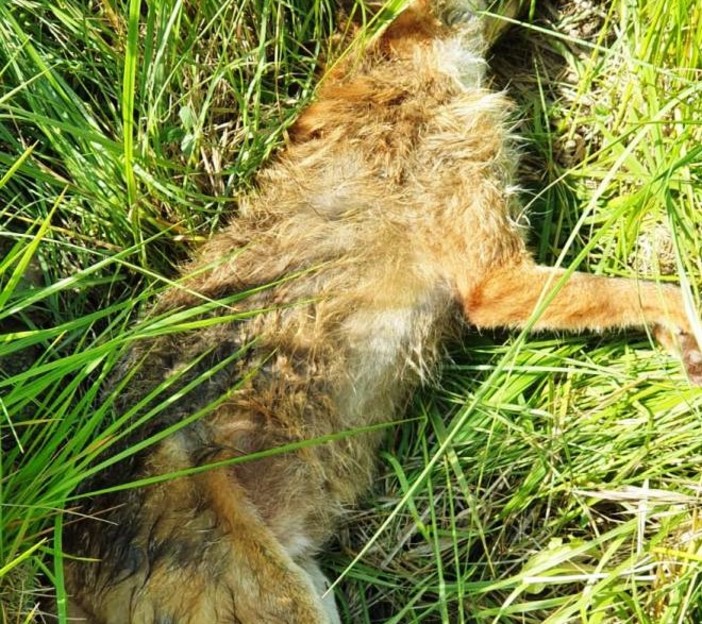 Cairo, volpe soccorsa dall'Enpa muore per avvelenamento Cairo, volpe soccorsa dall'Enpa muore per avvelenamento