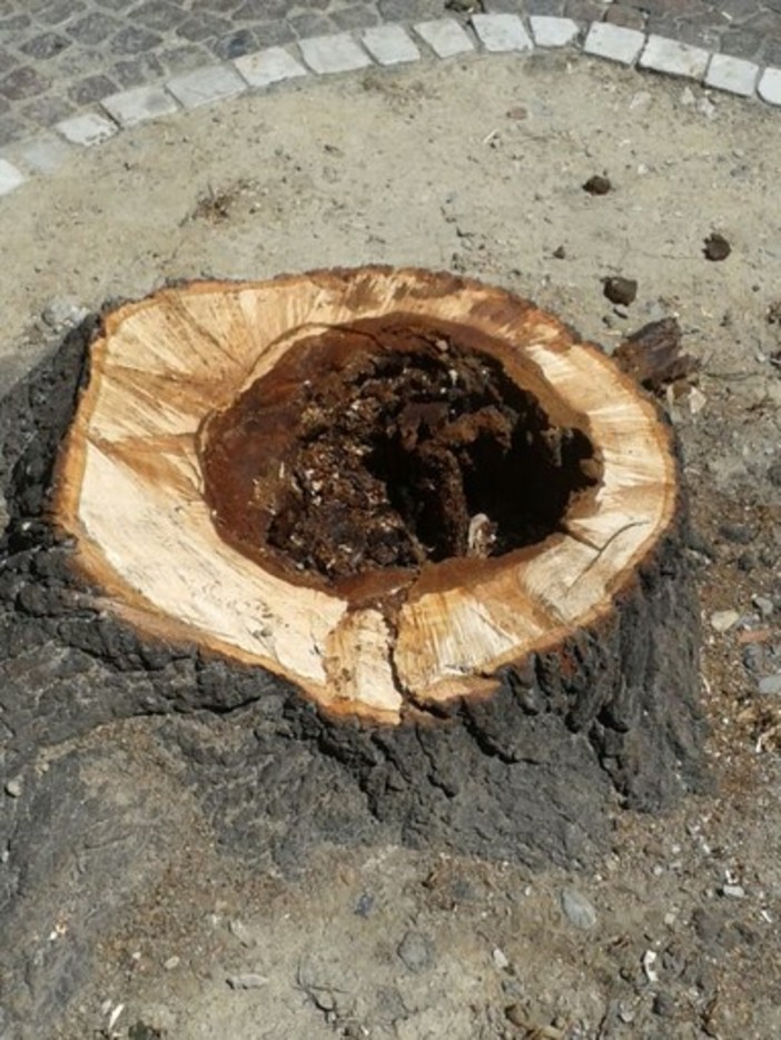 Albenga, protesta del WWF contro il taglio dei tigli