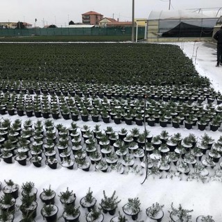 Albenga, gli agricoltori preoccupati dall'arrivo della neve