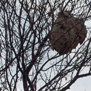 Savona, nido di vespa velutina in via Genova, ma è inattivo dal 2025