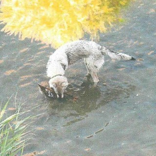 Borghetto: cani lasciati liberi nel torrente Varatella, Enpa "Uccidono gli uccelli"