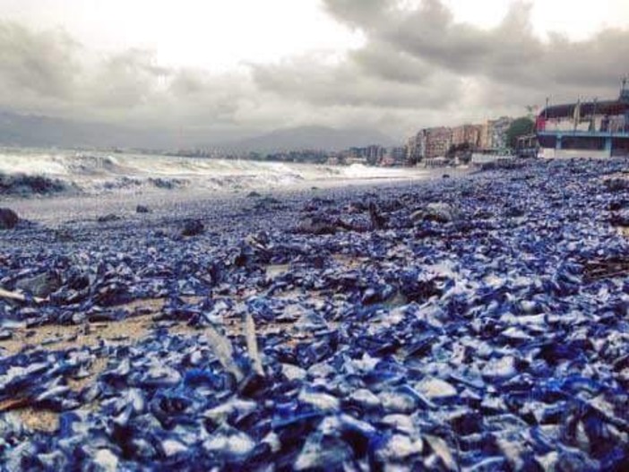 Distesa blu sul litorale: invasione di "Velelle" sulle spiagge Distesa blu sul litorale: invasione di "Velelle" sulle spiagge