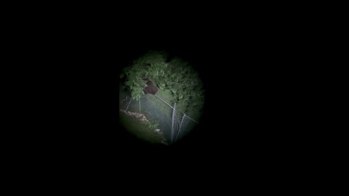 L'orso climber scavalca un'alta rete, il video di M123 avvistato nel Vicentino