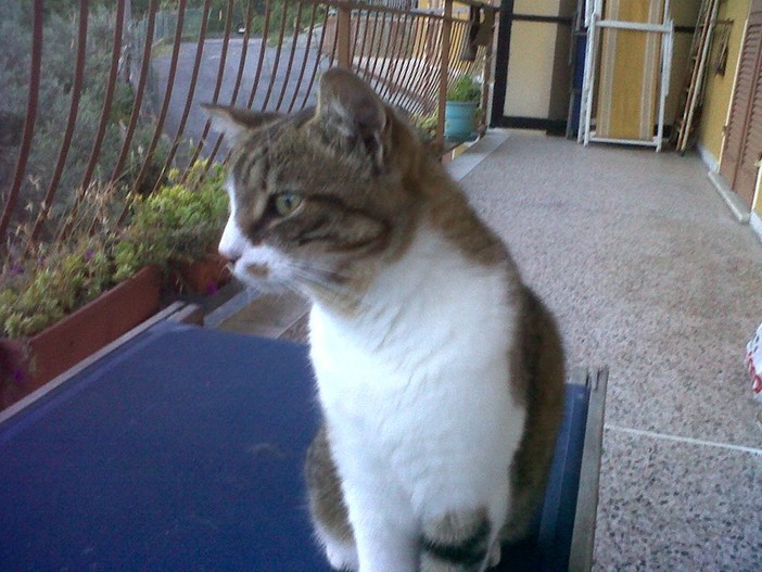 Varazze, smarrita la gattina Sophie