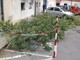 Savona: cade albero, paura a Villapiana