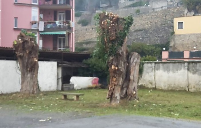 Finale Ligure, Le Persone al Centro ancora sulla potatura del verde: "Dove finisce la cautela e inizia l'arbitrio?" Finale Ligure, Le Persone al Centro ancora sulla potatura del verde: "Dove finisce la cautela e inizia l'arbitrio?"