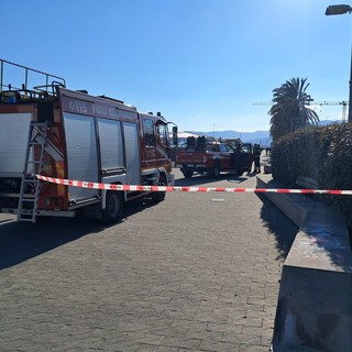 Savona, cade il fogliame di una palma al Prolungamento: intervento di vigili del fuoco e polizia locale