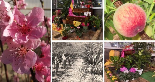 Borghetto, febbraio è il mese dell’amore, regala emozioni che crescono: dai Vivai Michelini piante fiorite e alberi da frutto Borghetto, febbraio è il mese dell’amore, regala emozioni che crescono: dai Vivai Michelini piante fiorite e alberi da frutto