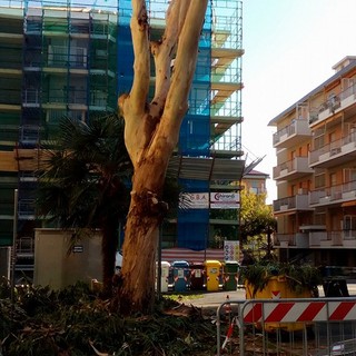 Borghetto, ATA PC denuncia: "Prosegue la distruzione di alberi e siepi in paese"