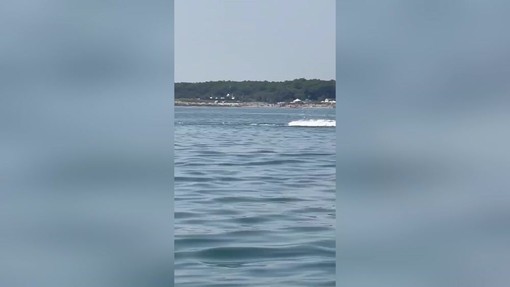 Delfini a pochi metri dalla riva in Romagna tra acrobazie e giochi d'acqua Delfini a pochi metri dalla riva in Romagna tra acrobazie e giochi d'acqua