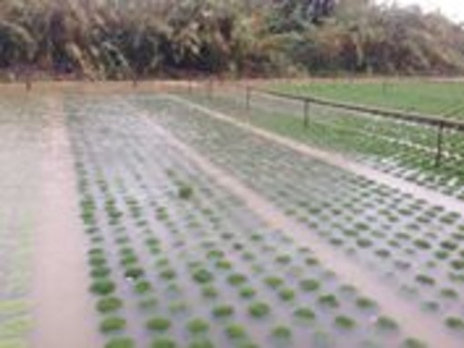 Albenga-Ceriale:arrivano i fondi per gli agricoltori chehanno subito danni dall'alluvione 2014