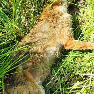 Cairo, volpe soccorsa dall'Enpa muore per avvelenamento