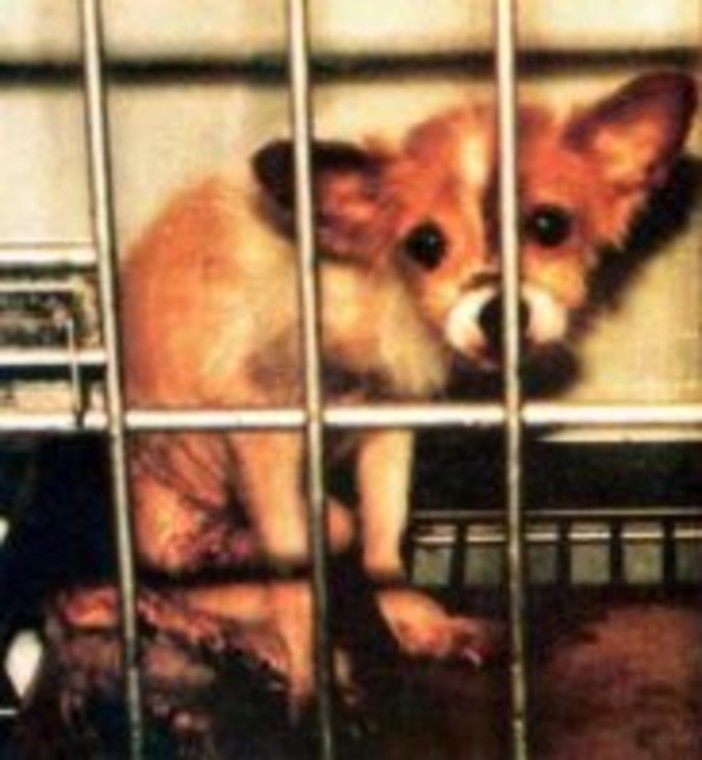 Caccia e vivisezione: esplode la protesta online contro il sindaco di Varazze e il presidente della provincia