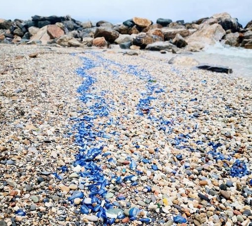 Loano, spiaggia tinta di blu grazie all'invasione delle &quot;velelle&quot;
