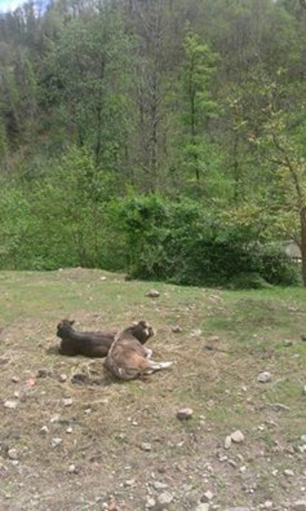 L'appello di una lettrice di Albenga "Avete qualche idea per salvare Vite &amp; Lino destinati al macello?"