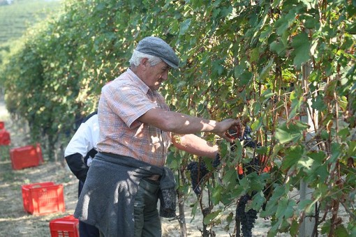 Termina con successo la vendemmia in Provincia di Savona: annata top