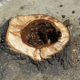 Albenga, protesta del WWF contro il taglio dei tigli