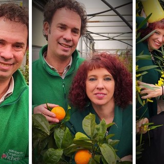 Alla Floricoltura Vivai Michelini di Borghetto marzo è tempo di agrumi e mimose, con tantissime specie e varietà disponibili Alla Floricoltura Vivai Michelini di Borghetto marzo è tempo di agrumi e mimose, con tantissime specie e varietà disponibili