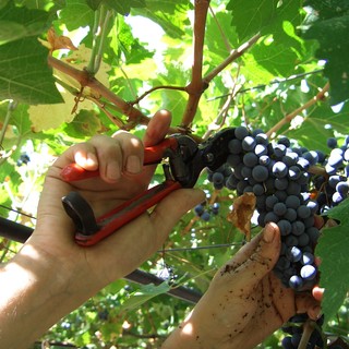 Siccità: a rischio la vendemmia imminente. Non minori i danni all'olivicoltura.