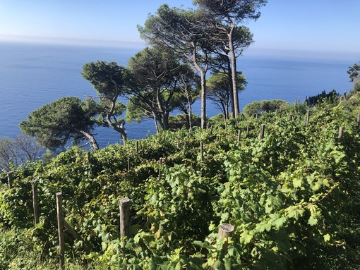 Nasce l’elenco regionale delle menzioni vigna per vini dop