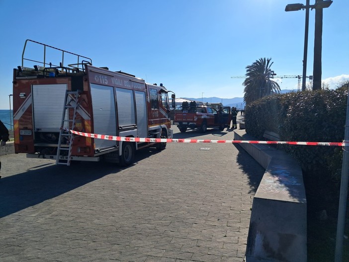 Savona, cade il fogliame di una palma al Prolungamento: intervento di vigili del fuoco e polizia locale