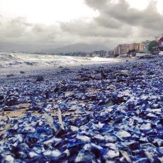Distesa blu sul litorale: invasione di "Velelle" sulle spiagge