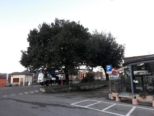 Carcare, messa in sicurezza e potatura del verde nelle aree pubbliche (FOTO) Carcare, messa in sicurezza e potatura del verde nelle aree pubbliche (FOTO)