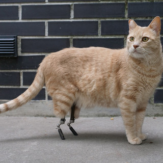 Vito, il primo gatto bionico italiano: la sua incredibile storia ad “Albenga Racconta – Storie animate all’ombra delle torri”