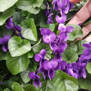 Finale si colora di viola per la "Giornata Internazionale della Donna": mille violette e tante iniziative tra musica e bellezza condivisa