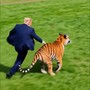 Trump, la lotta e l'abbraccio con la tigre: il tycoon posta la parodia AI della tragedia in Uk