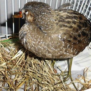 Ferrania: un voltolino soccorso dai volontari della Protezione Animali