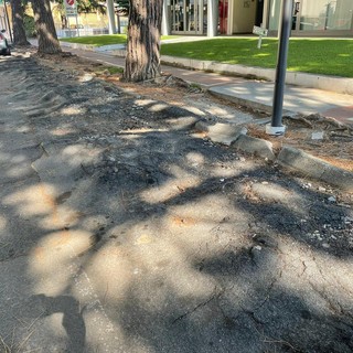 Albenga prepara il restyling di via Papa Giovanni: nuovi asfalto e marciapiedi, i pini sostituiti da alberi con radici non superficiali