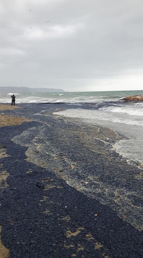 Distesa blu sul litorale: invasione di "Velelle" a Ceriale