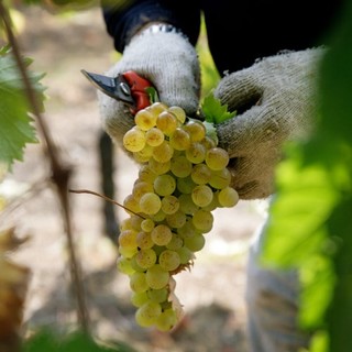 Coldiretti, al via alla semplificazione normativa sulla viticoltura