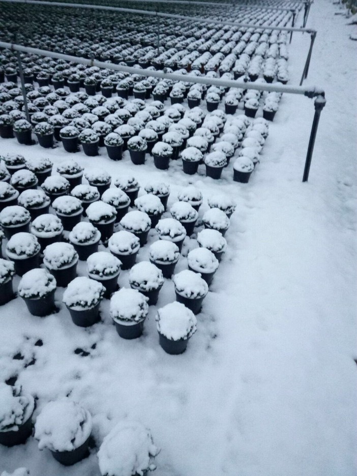 Confagricoltura Liguria incontra Governatore Toti e richiede stato di calamità per il gelo e le nevicate