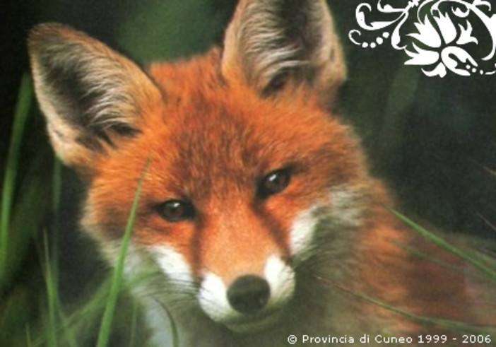 Albenga: giovane volpe investita da un'auto Albenga: giovane volpe investita da un'auto