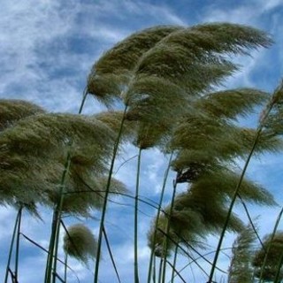 Raffiche di vento fino ai 90 km/h in Riviera, ma spazzano via l'umidità