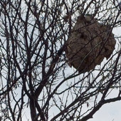 Savona, nido di vespa velutina in via Genova, ma è inattivo dal 2025 Savona, nido di vespa velutina in via Genova, ma è inattivo dal 2025