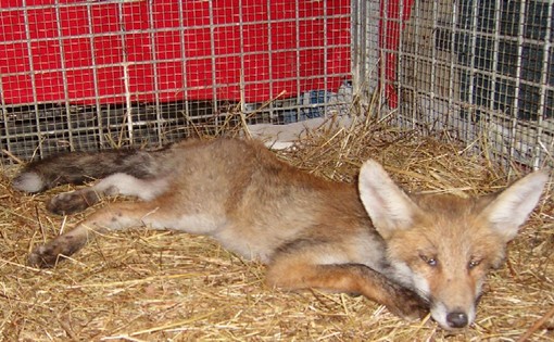 L'animale soccorso