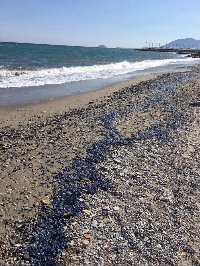 Distesa blu sul litorale: sono le meduse spiaggiate